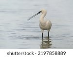 Small photo of Beautiful Eurasian Spoonbill or common spoonbill (Platalea leucorodia) walking in shallow water hunting for food. Gelderland in the Nether