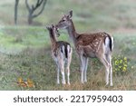 Mother and daughter Fallow deer (Dama dama) in rutting season in the forest of Amsterdamse Waterleidingduinen in the Netherlands. Sweet moment.