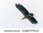 Small photo of Beautiful White Tailed Eagle (Haliaeetus albicilla) in flight. Also known as the ern, erne, gray eagle, Eurasian sea eagle and white-tailed sea-eagle. Flies above the oder delta in Poland, Europe.