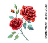 Watercolor Drawing Of Red Rose...