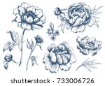  vector floral set with peonies ... | Shutterstock .eps vector #733006726