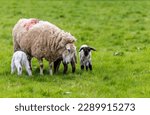 Small photo of Sheep with young triplet lambs, two of babies suckling ewe mother. Cute lamb with black face and legs. County Kildare, Ireland