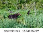 Small photo of A female moose and her calf wade through the reeds