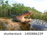 Alligator  Everglades  Reptils...