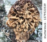 Small photo of Delicious Tridentine Morchella