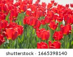 Bright Red Tulips Of The ...