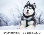 beautiful siberian husky girl loves being outside in the snow, playing, catching snowflakes, being happy, 