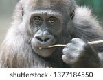 Small photo of Gorilla youngster Yanga