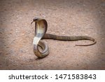 Poisonous cobra slither on the concrete floor