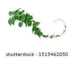 Vine with green leaves, heart shaped, twisted separately on a white background