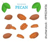 Vector Set Of Nuts. Pecan Nut...