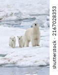 Mother Polar Bear With Two Cubs ...