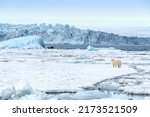 Female Polar Bear  Ursus...