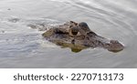 Small photo of Black caiman (Melanosuchus niger) swimming in the Madre de Dios River, Manu National Park, Peruvian Amazon, Peru