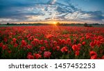 Panorama Of A Field Of Red...
