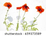 red poppies on a bleached wall... | Shutterstock . vector #659373589