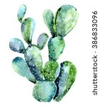Watercolor Cactus Isolated On...