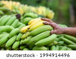 Small photo of Bananas are plentiful and men's hands A middleman who buys bananas from farmers. Bananas are green and yellow. Almost fully ripe, Thai agricultural bananas are sweet and delicious.