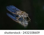Small photo of Close-up amazing cicada on glass There is a reflection of cicadas that looks strange and beautiful.
