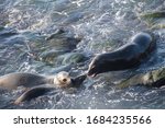 Three Seals Swimming And...