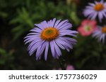 Flora Chamomile Flower With...