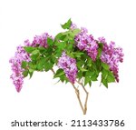 Purple Lilac Blooming Branch. ...