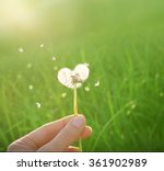 Dandelion In Shape Of A Heart 