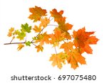 Branch Of Autumn Maple Leaves...
