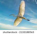 Florida White Heron Egret Bird...