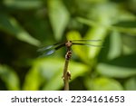 A Widow Skimmer Dragonfly...