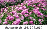 Small photo of Lots of beautiful pink Chrysanthemum in the natural garden. Inspirational Motivational quote- Start your Tuesday morning light with pink flowers. Tuesday Quote. Natural flower background.