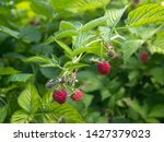  Red Raspberry Berries Hang On...