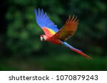 Scarlet Macaw   Ara Macao ...