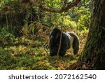 Small photo of Mountain gorilla - Gorilla beringei, endangered popular large ape from African montane forests, Mgahinga Gorilla National park, Uganda.