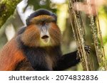 Golden Monkey - Cercopithecus kandti, beautiful colored rare monkey from African forests, Mgahinga Gorilla National Park, Uganda.