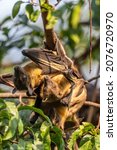 Small photo of Straw-colored Fruit Bat - Eidolon helvum, beautiful small mammal from African forests and woodlands, Bwindi, Uganda.