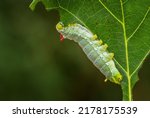 Spicebush Silkmoth - Callosamia promethea, caterpillar of silkmoth from American forests and woodlands, USA.