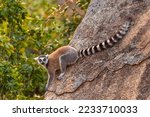 Ring Tailed Lemur   Lemur Catta ...