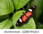 Small photo of Doris Longwing - Heliconius doris, small beautiful colorful butterfly from New World, Panama.