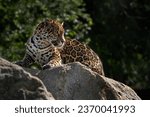 Jaguar   panthera onca ...