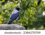 Small photo of Hooded Crow - Corvus cornix, beatiful black and gray crow from European woodlands and forests, Germany.
