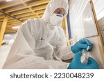 Asbestos surveyor taking a sample of building material, detection of asbestos, in accordance with the recommendations of standard NF X 46-020