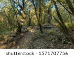 Small photo of Relict forest on the slopes of the mountain range of the Garajonay National Park. Giant Laurels and Tree Heather along narrow winding paths. Paradise for hiking. Travel postcard. La Gomera, Spain.