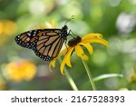 Monarch Butterfly On A Orange ...