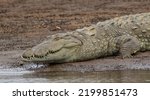Small photo of Crocodile in the water; Crocodile sliding into the water; croc walking into the water; croc walking; mugger crocodile; animal sliding in the water; dinosaur; large croc from Yala NP Sri Lanka