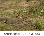 Small photo of Crocodile basking in the sun resting on land out of the water. Mugger from Sri Lanka; Crocodile basking in the open; resting croc; Crocodylus palustris; sun bathing croc in Yala NP Sri Lanka
