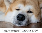 Small photo of A large beautiful dog of the Akina Inu breed lies relaxed on the floor and squints at the camera