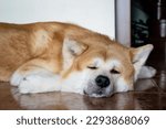 Small photo of A large dog of the Akina Inu breed lies relaxed on the floor and squints with one eye at the camera