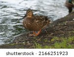 Small photo of A brown duck gathers food in the grass near a pond and looks warily into the camera. Water bird walks on the grass.