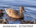 Small photo of A duck with ducklings swims in a pond and looks warily into the camera. The bird is partially illuminated by sunlight.